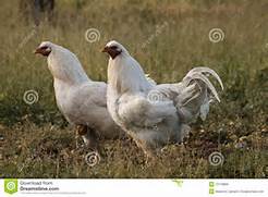 white hens