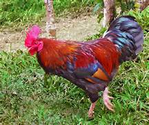 red-rooster-2-public-domain