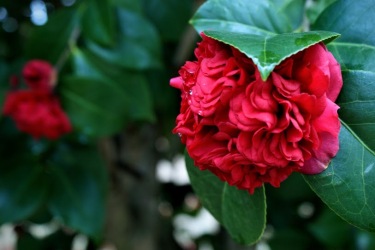 camellia 5 jeremy